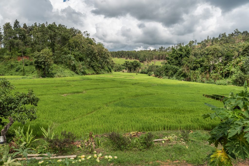 Rice field in Thailand