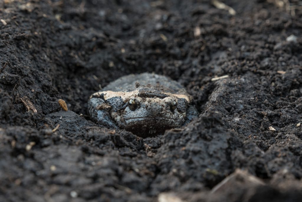 Toad in the mud